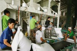 Khi tiêu chuẩn xanh trở thành tấm hộ chiếu để hạt gạo Việt vào thị trường cao cấp
