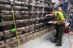 H&agrave; Nội ph&aacute;t hiện hơn 250 c&aacute; thể động vật hoang d&atilde; bị nu&ocirc;i nhốt tr&aacute;i ph&eacute;p