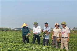 Giống lạc mới, công nghệ chế biến mở hướng xuất khẩu cho nông sản Nghệ An