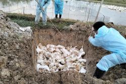 Kịp thời xử l&yacute; ổ dịch c&uacute;m gia cầm A/H5N1 tại x&atilde; C&aacute;c Sơn