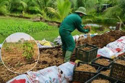 Chăm sóc đất – nền tảng cốt lõi của nông nghiệp hữu cơ bền vững
