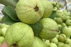 Hai loại trái cây giá rẻ tốt cho người huyết áp cao