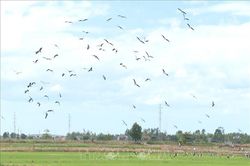 Hàng nghìn con cò nhạn xuất hiện trên các cánh đồng ở Quảng Trị