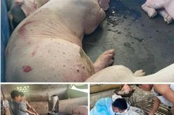 Khởi tố nhóm người đưa lợn nhiễm bệnh ra thị trường