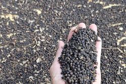 Xuất khẩu hồ tiêu 5 tháng tăng 21,7%