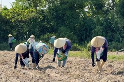 Hướng đi mới trên đồng đất Phú Hòa