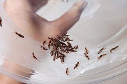 Độc tố kiến ba khoang lan rộng từ cú đập tay vô thức