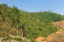 Bản &aacute;n ph&iacute;a sau những c&aacute;nh rừng