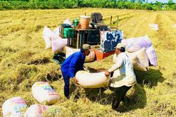 Thời cơ nâng giá trị gạo Việt