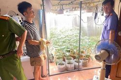 Phát hiện 'vườn' cần sa được trồng một cách tinh vi, hiện đại trong phòng ngủ