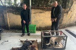 Khởi tố nhóm 'cẩu tặc'