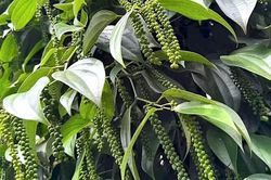 Hồ tiêu tăng 1.000 đồng/kg tại một số địa phương, cà phê giảm nhẹ