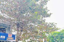 Đà Nẵng công khai giao đất xen kẹt theo hướng minh bạch, ưu tiên phục vụ cộng đồng