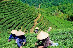 Phát triển sản xuất gắn với xây dựng thương hiệu, gia tăng giá trị sản phẩm