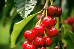 Thị trường cà phê Việt Nam vẫn trầm lắng, giá dưới mốc 90.000 đồng/kg