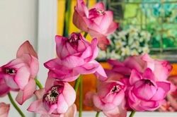 Sen - nguồn cảm hứng trong ẩm thực Việt