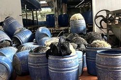 Sử dụng h&oacute;a chất cấm để sản xuất gi&aacute; đỗ chủ cơ sở ở Hưng Y&ecirc;n bị khởi tố