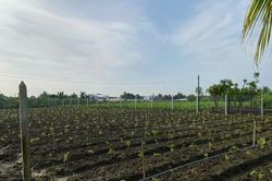 Đề xuất của TAND Tối cao về áp dụng các quy định đặc thù khi xét xử, giải quyết tội phạm về đất đai