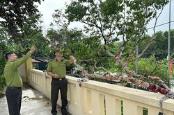 Siết chặt kiểm soát khai thác, buôn bán cây muội hồng
