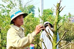 Bất ngờ về 'nền móng' của thủ phủ mai vàng nổi tiếng ở TPHCM