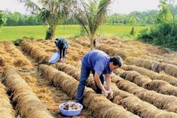 'Đ&aacute;nh thức' phụ phẩm n&ocirc;ng nghiệp