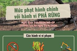 (Infographic) Mức phạt hành chính với hành vi phá rừng
