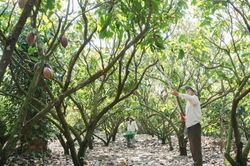 Vỏ cacao trở thành nguồn giá trị mới ở Đắk Lắk