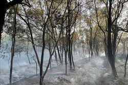 Quảng Trị khống chế, dập tắt hoàn toàn 2 vụ cháy rừng quy mô lớn
