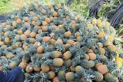 Trái cây đồng loạt rớt giá, nhà vườn và tiểu thương cùng chịu áp lực