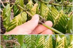 Giải pháp hữu cơ bảo vệ cà phê trước bức xạ cực tím