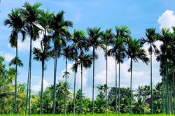 Bóng cau trước ngõ