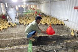 Chủ động phòng, chống nắng nóng cho cây trồng, vật nuôi