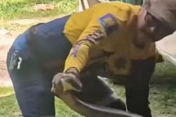 Bắt sống rắn hổ mang chúa khổng lồ dài 4 mét ẩn nấp trong xe