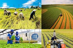 TP. Hồ Chí Minh phấn đấu nâng thu nhập của người dân nông thôn tăng gấp 3 lần