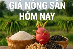 Giá nông sản hôm nay 30/6/2026: Giá cà phê robusta còn nhận được lực hỗ trợ; Doanh nghiệp Mỹ 'chạy đua' nhập hàng trước vòng áp thuế mới