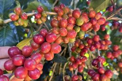 Thị trường lấy lại sắc xanh, giá cà phê tăng mạnh 1.200 đồng/kg