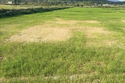 Quảng Trị chủ động ứng phó hạn mặn