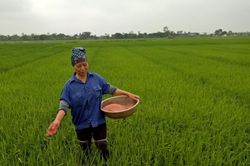 Nhập khẩu vật tư nông nghiệp giảm, giá nội địa vẫn neo ở mức cao