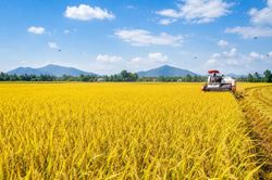 Giá lúa gạo hôm nay 7/7: Thị trường đi ngang
