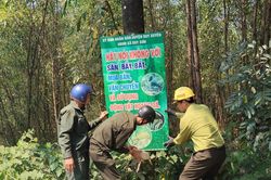 Quyết liệt triển khai các giải pháp quản lý, bảo vệ và phát triển rừng