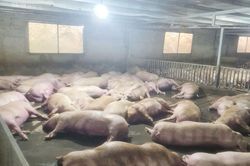 Bắc Ninh: Sét đánh gây mất điện, hai trang trại lợn thiệt hại gần 4,5 tỷ đồng