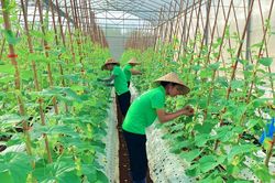 Nông nghiệp chuyển mình theo nhịp số