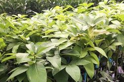 Lâm Đồng: Xử phạt cơ sở kinh doanh giống cây ăn quả không rõ nguồn gốc