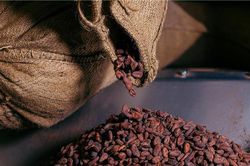 Ghana v&agrave; C&ocirc;te D'ivoire muốn lập li&ecirc;n minh cacao theo m&ocirc; h&igrave;nh OPEC