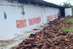 Chập điện khiến gần 10.000 con gà ở Thanh Hóa chết ngạt