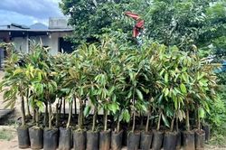 Hội N&ocirc;ng d&acirc;n x&atilde; B&aacute;c &Aacute;i T&acirc;y cấp ph&aacute;t 1.638 c&acirc;y giống sầu ri&ecirc;ng cho người d&acirc;n