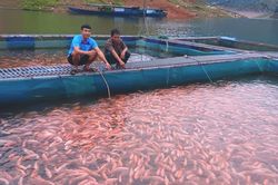 Phát triển nghề nuôi cá lồng trên lòng hồ thủy lợi, thủy điện Cửa Đạt