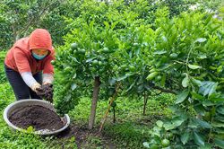 Tăng cường thiết lập mã số vùng trồng
