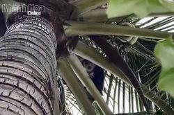 Cá thể voọc đi lạc vào khu nghỉ dưỡng ở Bãi Dài