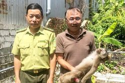 Người dân An Giang tự nguyện giao nộp cá thể khỉ đuôi lợn quý hiếm
